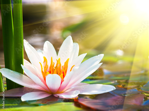 Foto: beautiful water lily in the light beautiful water lily in the light