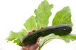 Zucchini