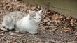 Feral Cat
