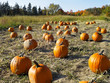 Photo: Pumpkins in field Pumpkins in field