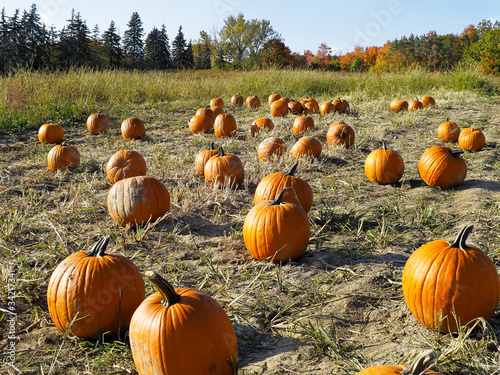 Photo: Pumpkins in field Pumpkins in field