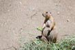 black-tailed praire dog standing on the ground