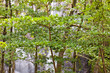 cascade cascade