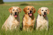 Foto: Golden Retriever Golden Retriever