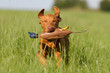 Foto: magyar vizsla mit Ente magyar vizsla mit Ente