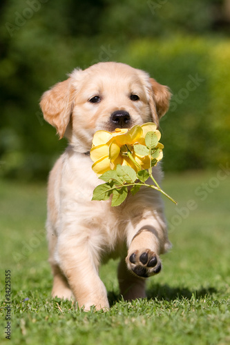 Foto: Golden Retriever Welpe mit Blume Golden Retriever Welpe mit Blume