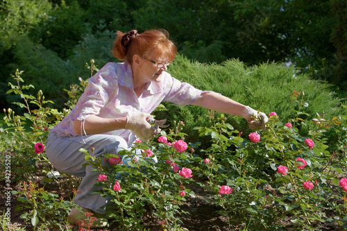 Photo: Rosen schneiden Rosen schneiden