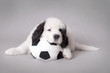 Little Landseer puppy with soccer ball portrait