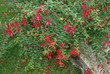 fushia