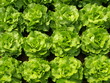 Kopfsalat