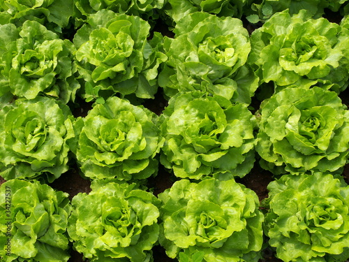 Photo: Kopfsalat Kopfsalat