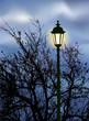 Glowing lantern near the branches Glowing lantern near the branches
