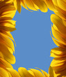 Sunflower Frame Sunflower Frame