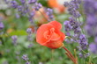 rosen-lavendelgarten