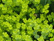 Honigbiene im Klee Honigbiene im Klee