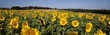 Sunflower field