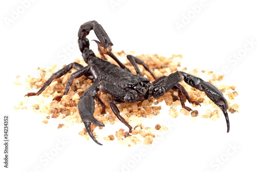 Photo: Asian Forest Scorpion - Heterometrus longimanus Asian Forest Scorpion - Heterometrus longimanus