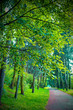 Road in the park