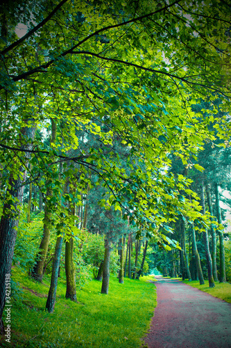 Photo: Road in the park Road in the park