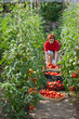 Woman picking tomatoes
