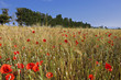 Poppies in wheatfield with trees in background Poppies in wheatfield with trees in background