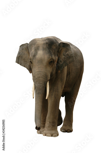 Photo: Asian Elephant Asian Elephant