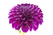 Dahlia
