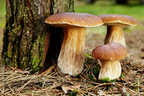 Photo: Boletus mushroom in the forest with sun light Boletus mushroom in the forest with sun light