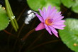 Close-up Of A Beautiful Pink Water Lilly