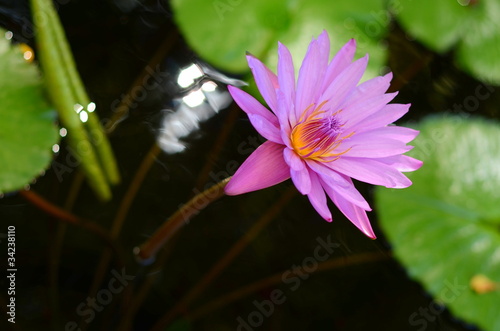 Photo: Close-up Of A Beautiful Pink Water Lilly Close-up Of A Beautiful Pink Water Lilly