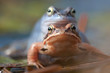 Moorfrosch - Paarung