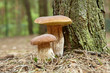 Photo: boletus mushroom in the moss boletus mushroom in the moss