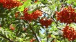 Eberesche - Sorbus aucuparia