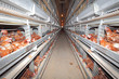 Eggs farm