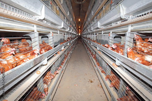 Photo: Eggs farm Eggs farm