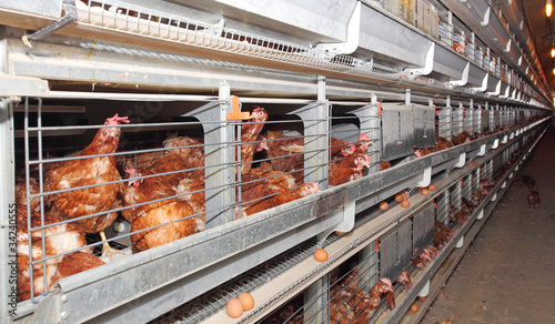 Photo: Eggs farm Eggs farm