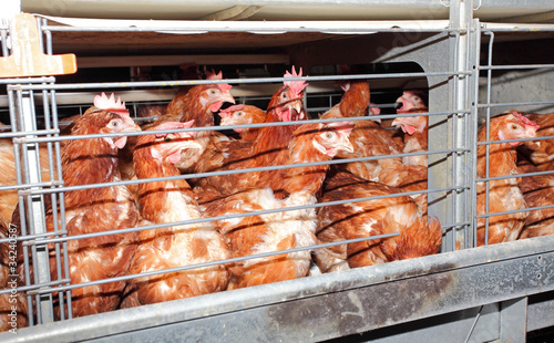 Photo: Egg laying chicken in cage in eggs farm Egg laying chicken in cage in eggs farm