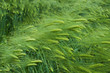 Barley field in summer day