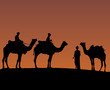Camels at sunset
