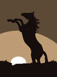 Horse at sunset