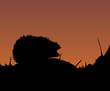 Hedgehog at sunset