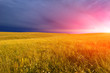Sunset over a field Sunset over a field