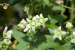 Zaunruebe; Bryonia dioica