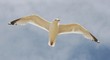 Foto: Close-up of a flying gull, with blue sky background Close-up of a flying gull, with blue sky background