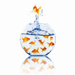 gold fish together