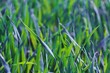 Young wheat leaves Young wheat leaves