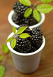 More - Blackberries