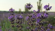 Panorama with Lavender Flowers