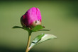 Geschlossene Blüte der großen Pfingstrose