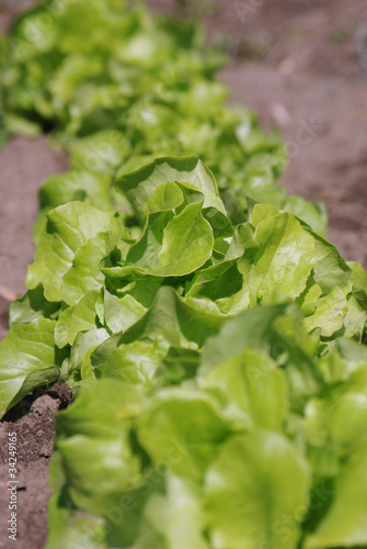 Photo: Pflücksalat Pflücksalat